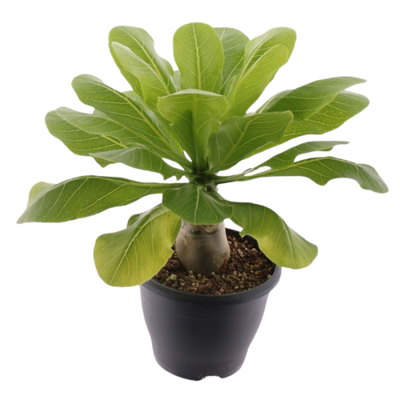 Brighamia Hawaii Palm