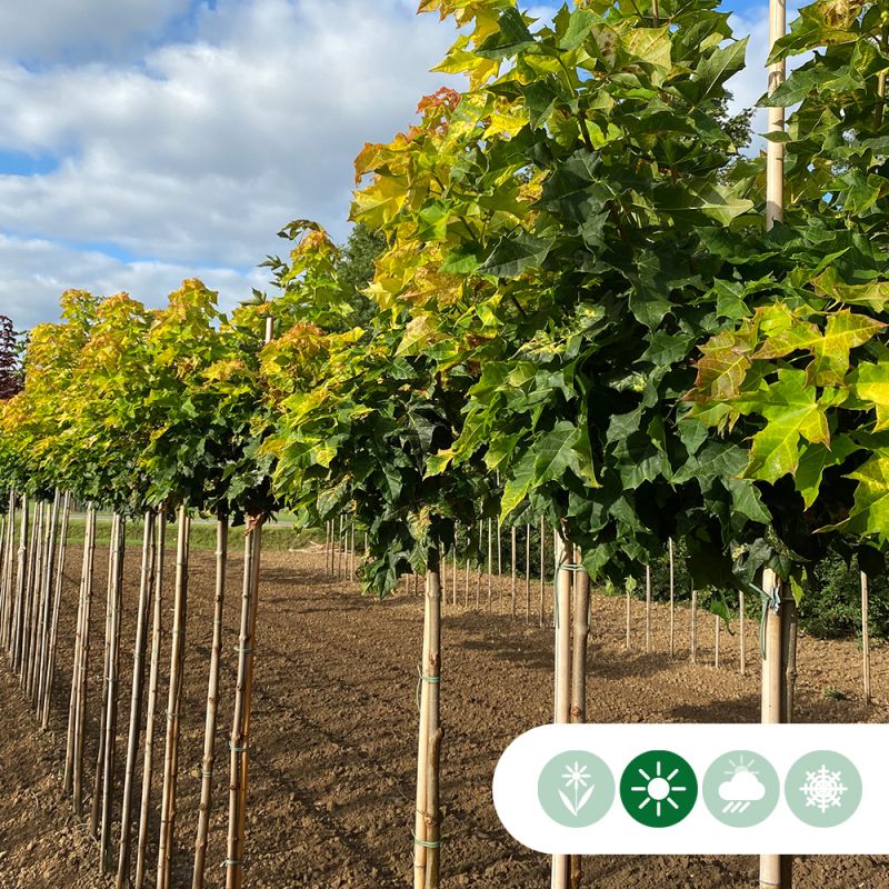 Acer Brilliantissimum - bolboom