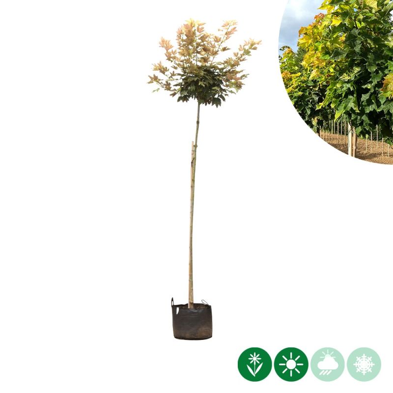 Acer Brilliantissimum - bolboom