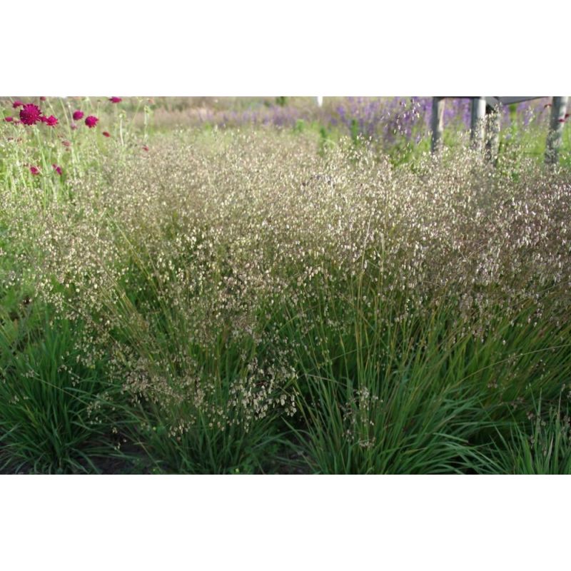 Briza media - biologisch