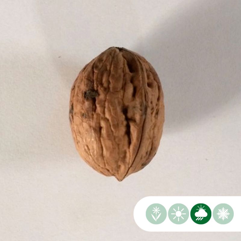 Juglans Broadview