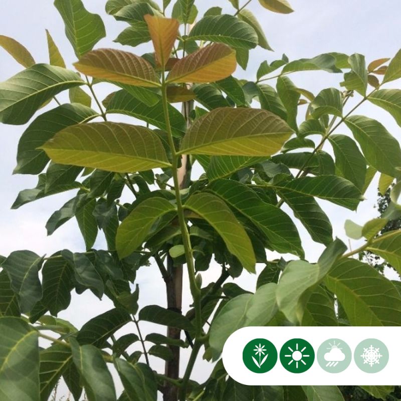 Juglans Broadview