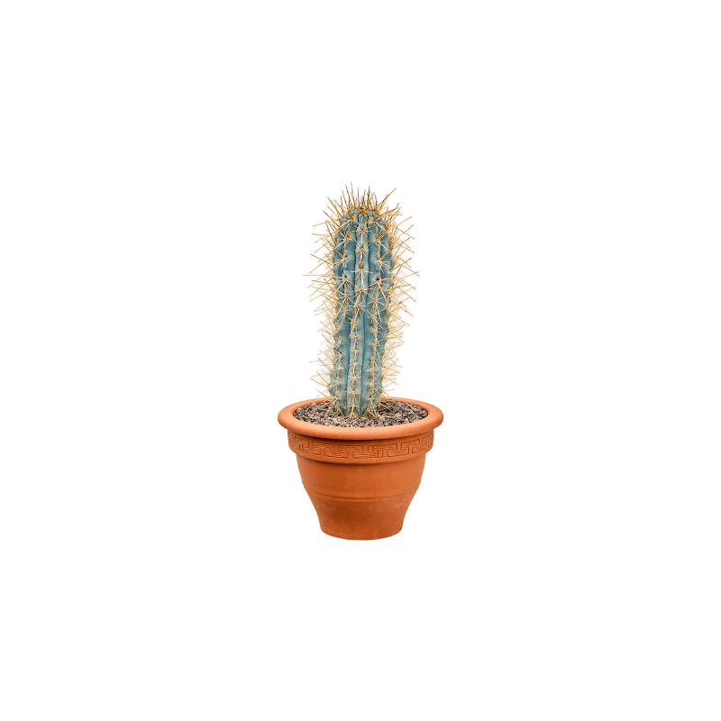 Browningia hertlingiana