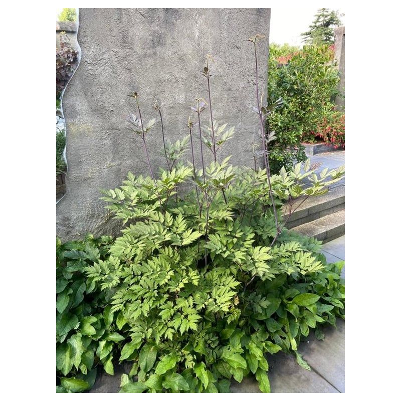 Actaea Brunette 