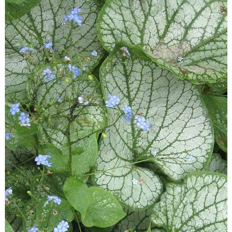 Brunnera macrophylla 'Jack Frost'