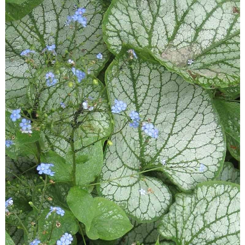 Brunnera macrophylla 'Jack Frost' vergeetmijnietje kopen?