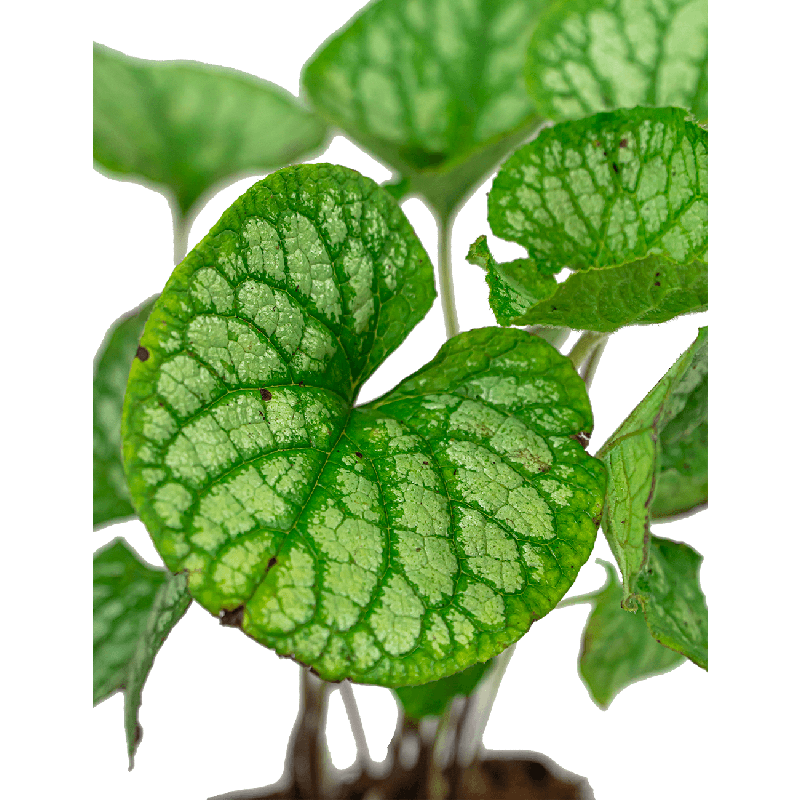 Brunnera macrophylla 'Jack Frost'