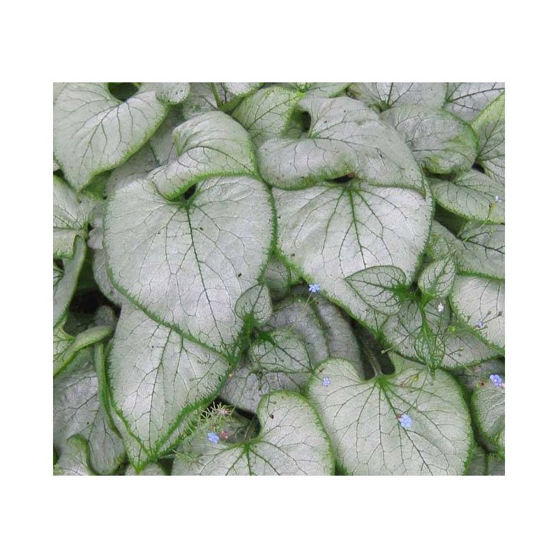 Brunnera Looking Glass 