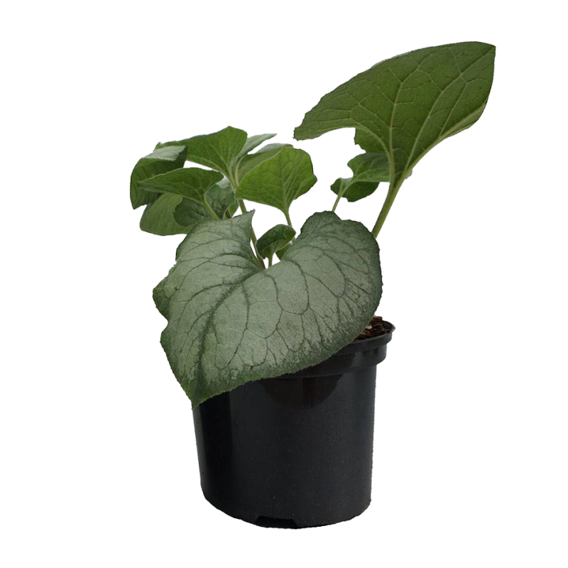 Brunnera Looking Glass 