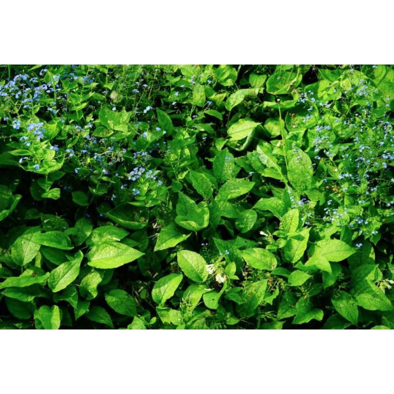 Brunnera macrophylla - biologisch