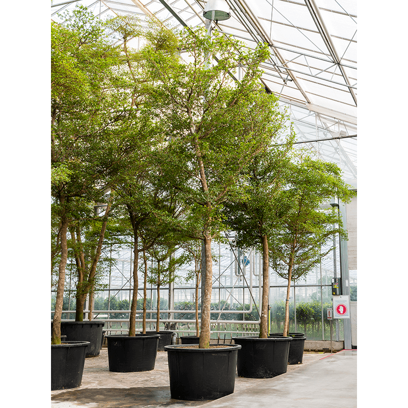 Bucida buceras Shady Lady