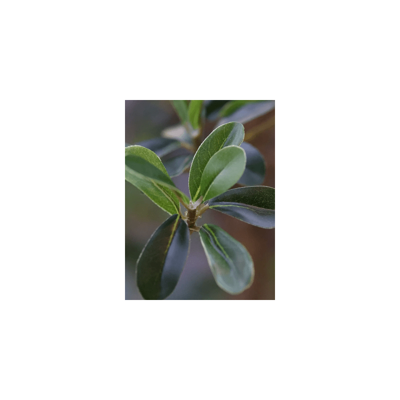 Bucida buceras - kunstplant