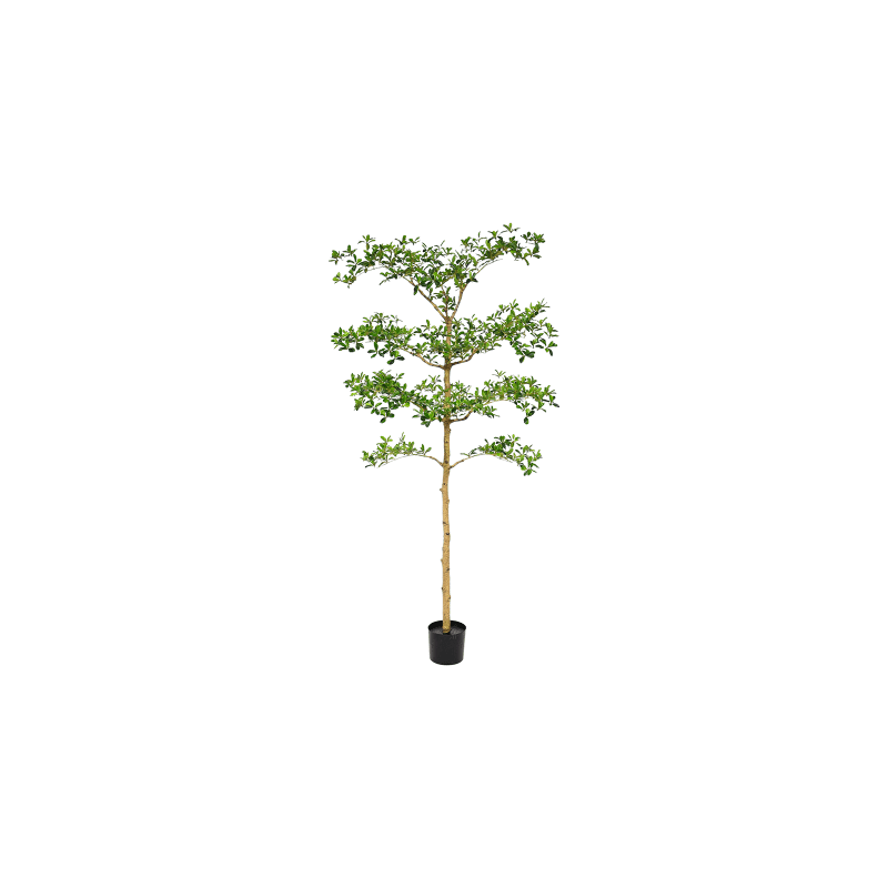 Bucida buceras - kunstplant