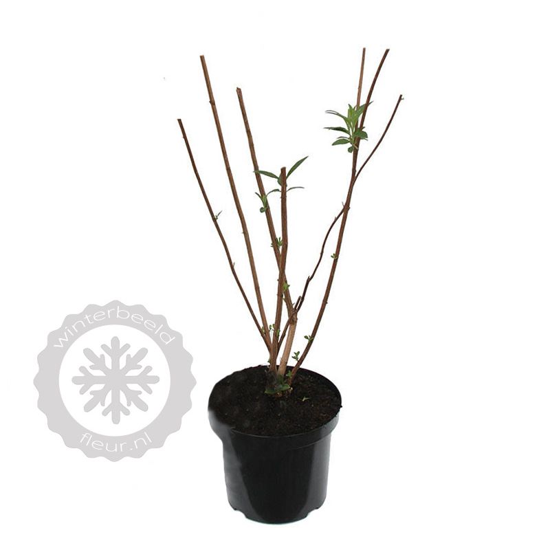 Buddleja White Profusion