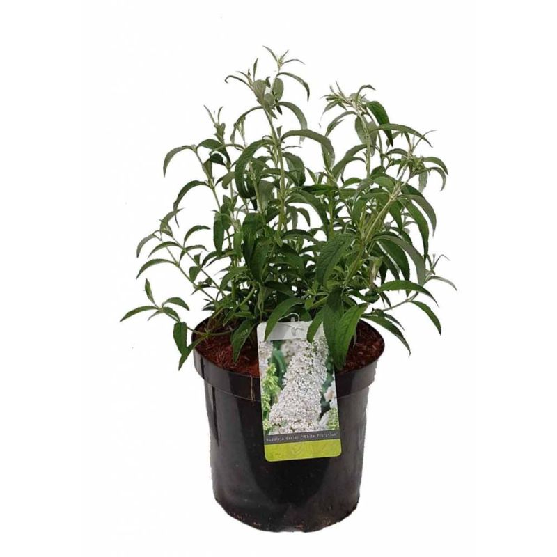 Buddleja White Profusion