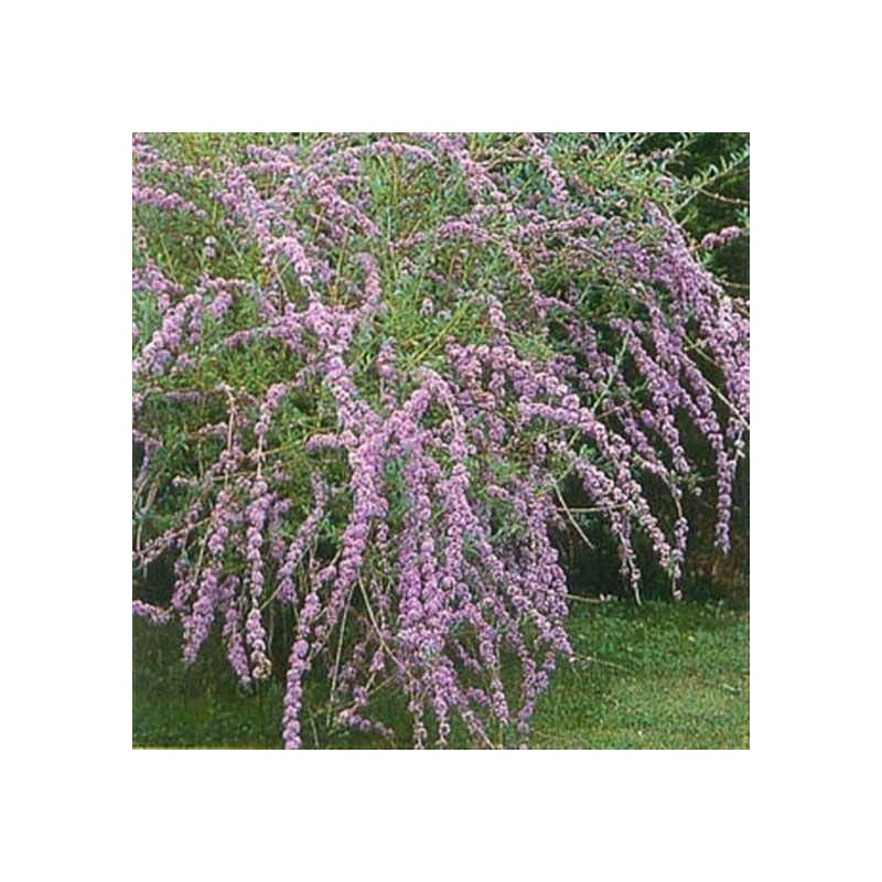 Buddleja davidii 'Alternifolia' 