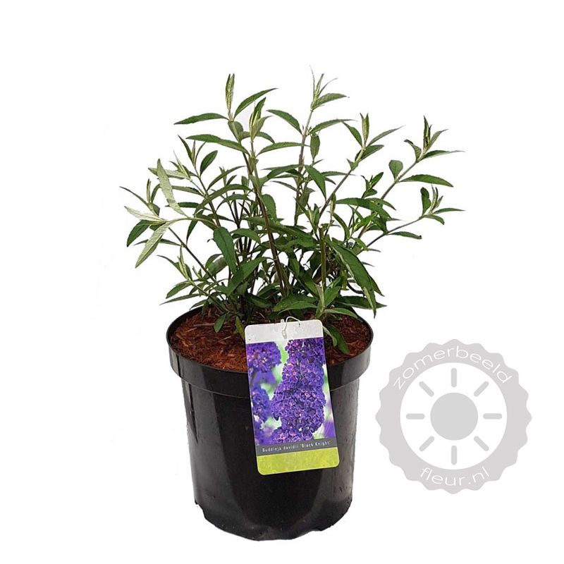 Buddleja Black Knight