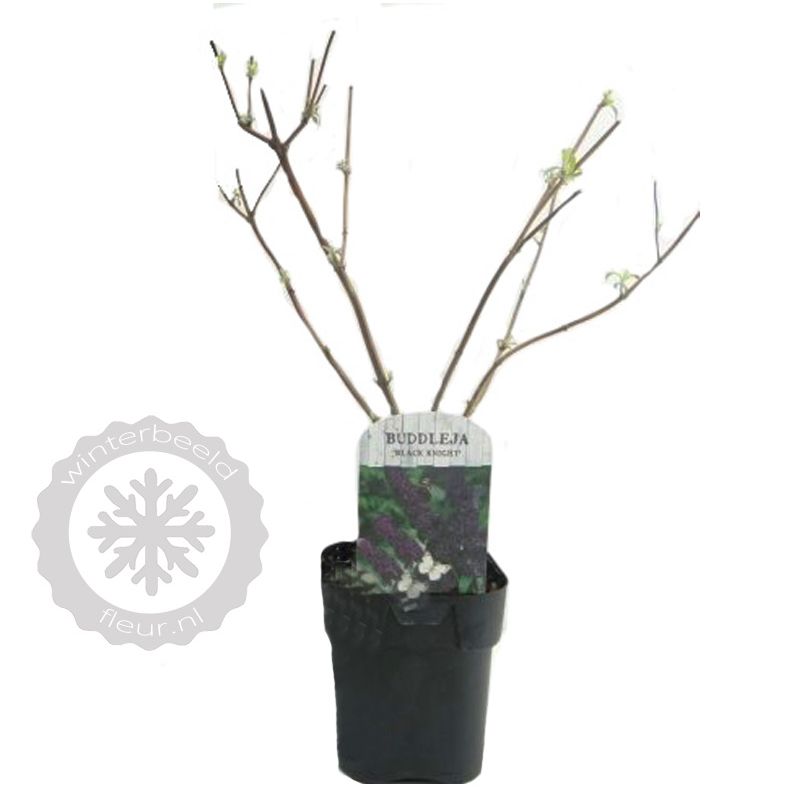 Buddleja Black Knight