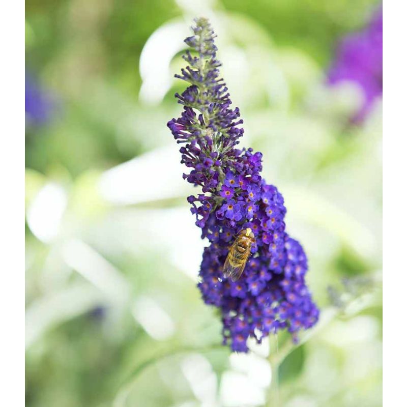 Buddleja davidii 'Empire Blue'