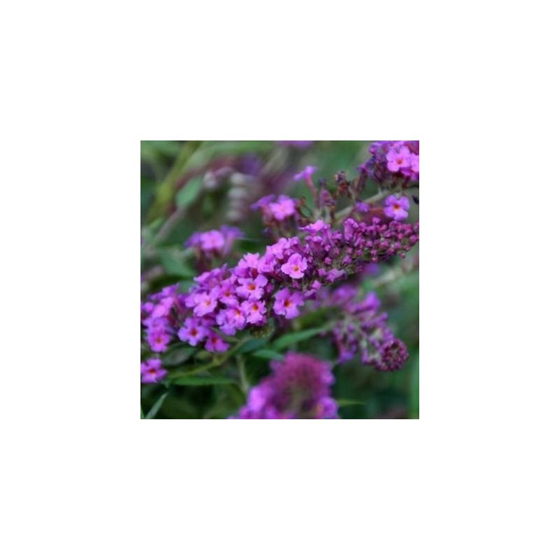 Buddleja Dark Pink