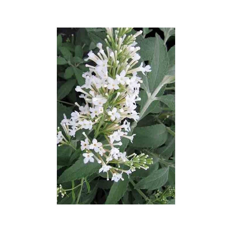 Buddleja Snow White