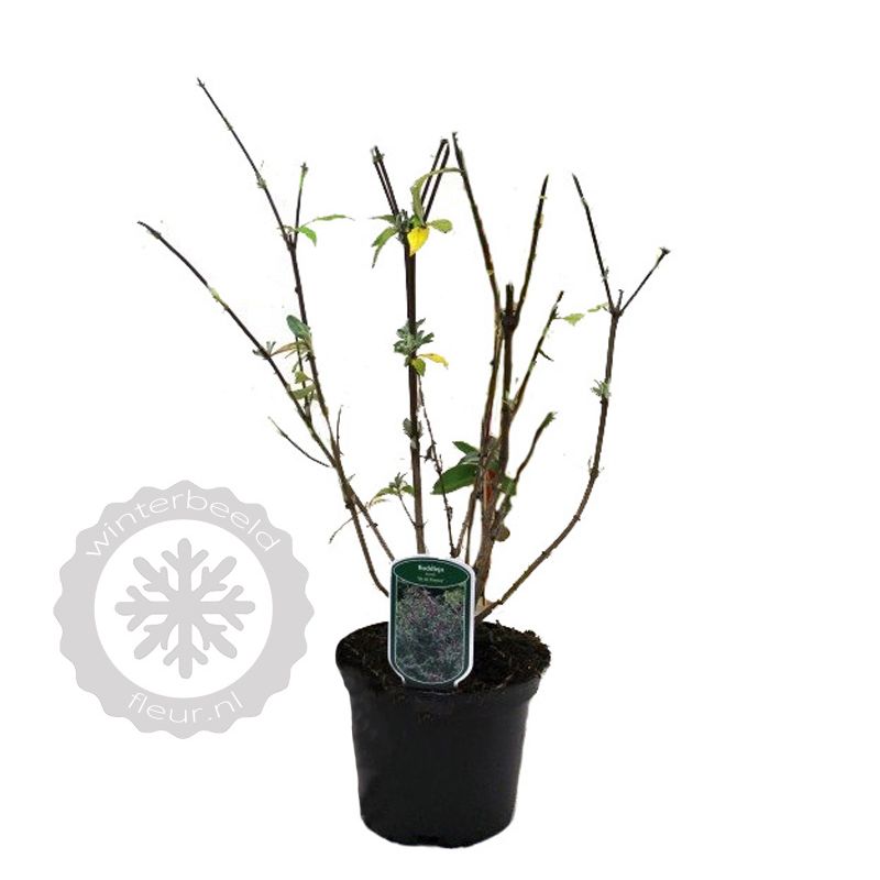 Buddleja Ile de France