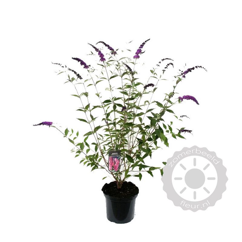 Buddleja Ile de France