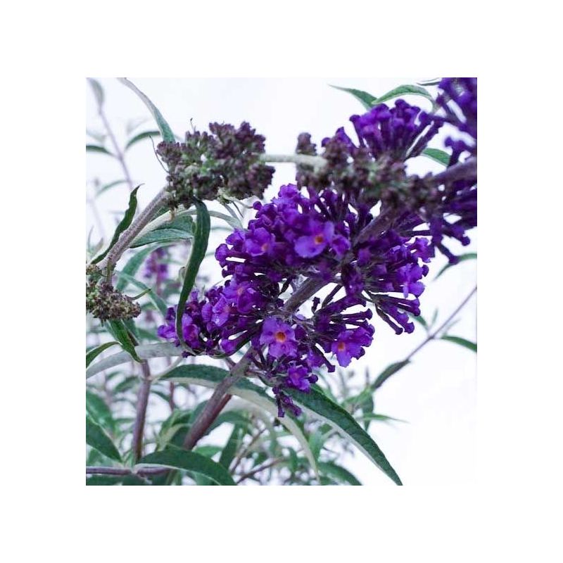 Buddleja davidii 'Nanho Blue'