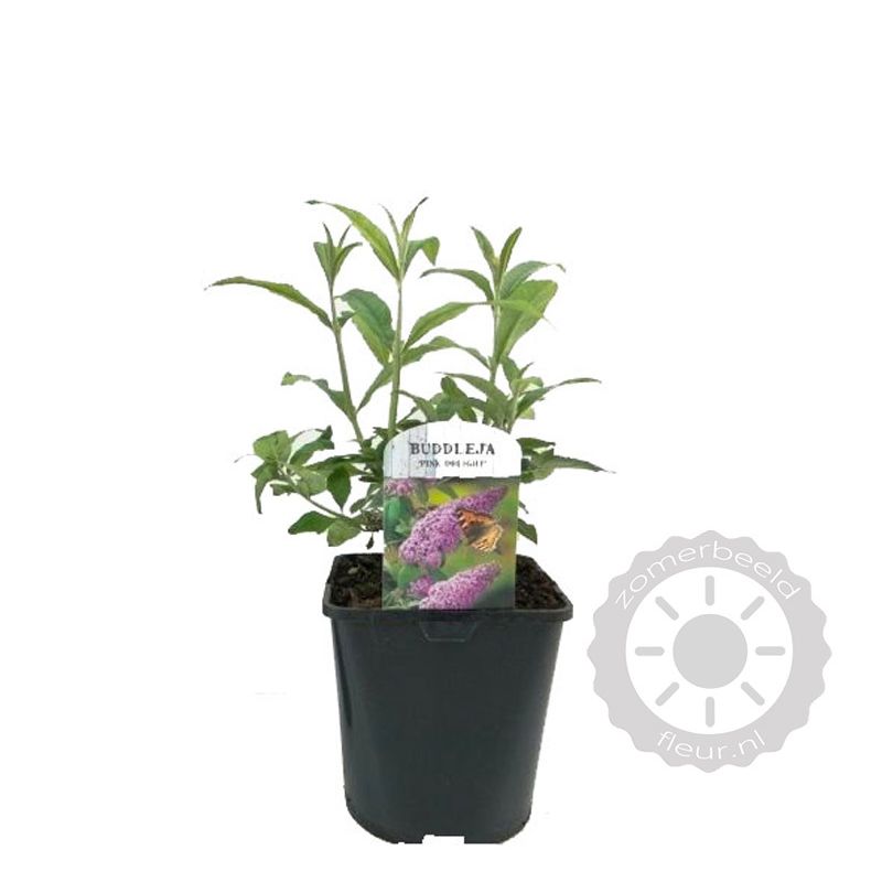 Buddleja Pink Delight