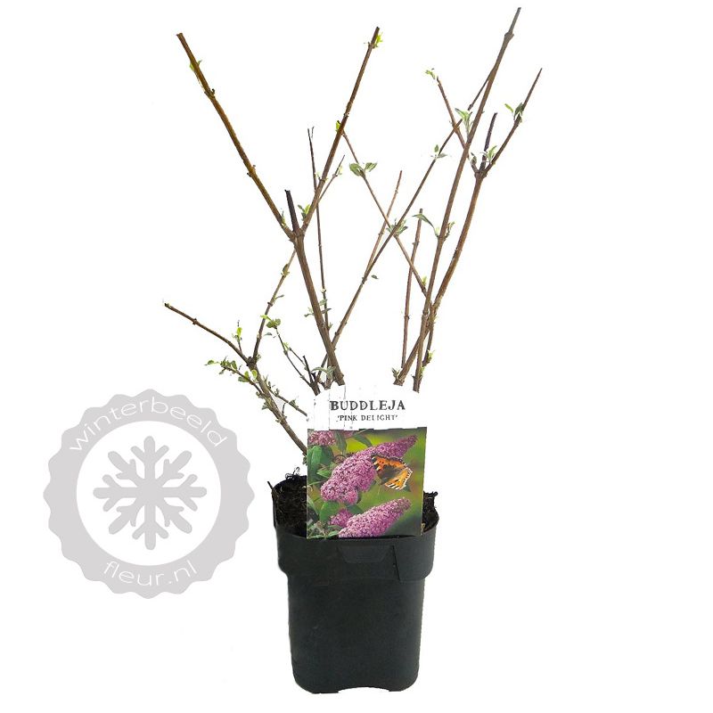 Buddleja Pink Delight