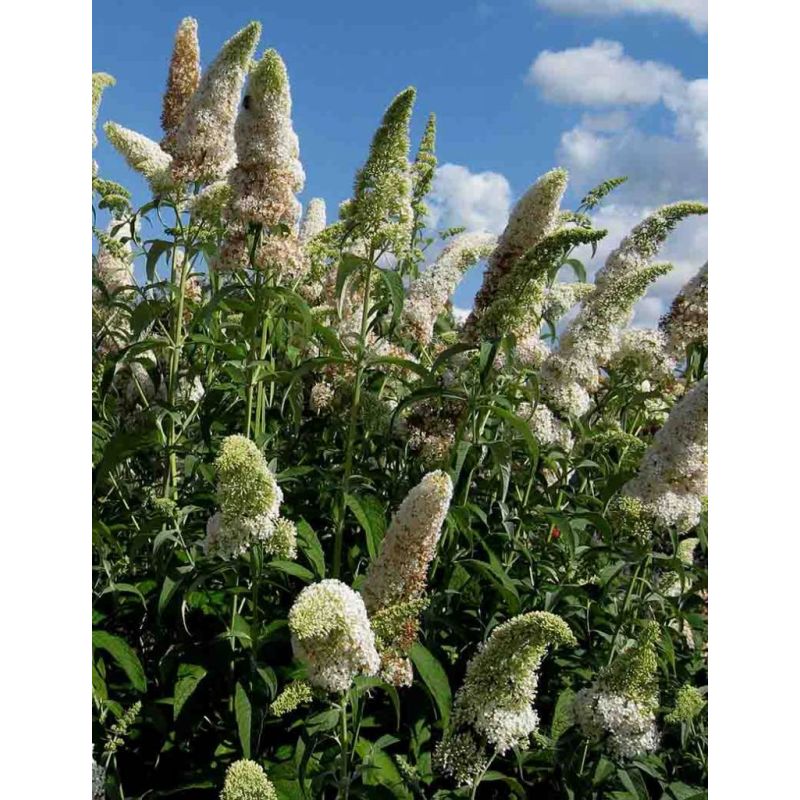 Buddleja davidii 'White Profusion' 