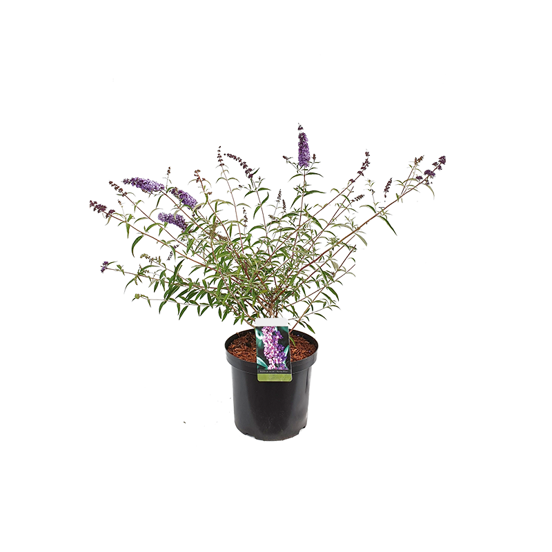 Buddleja davidii 'Nanho Blue'