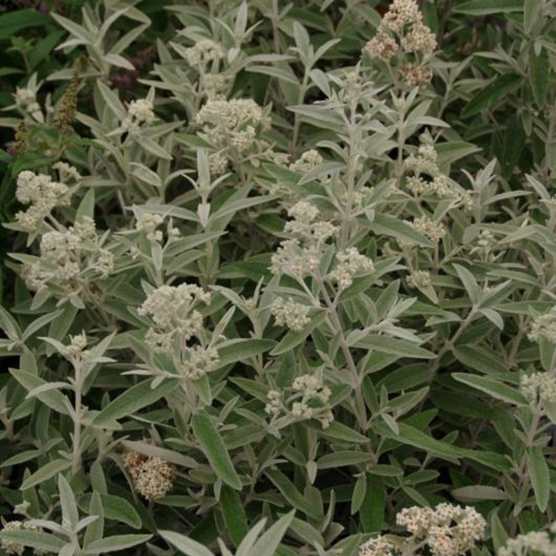 Buddleja Silver Anniversery