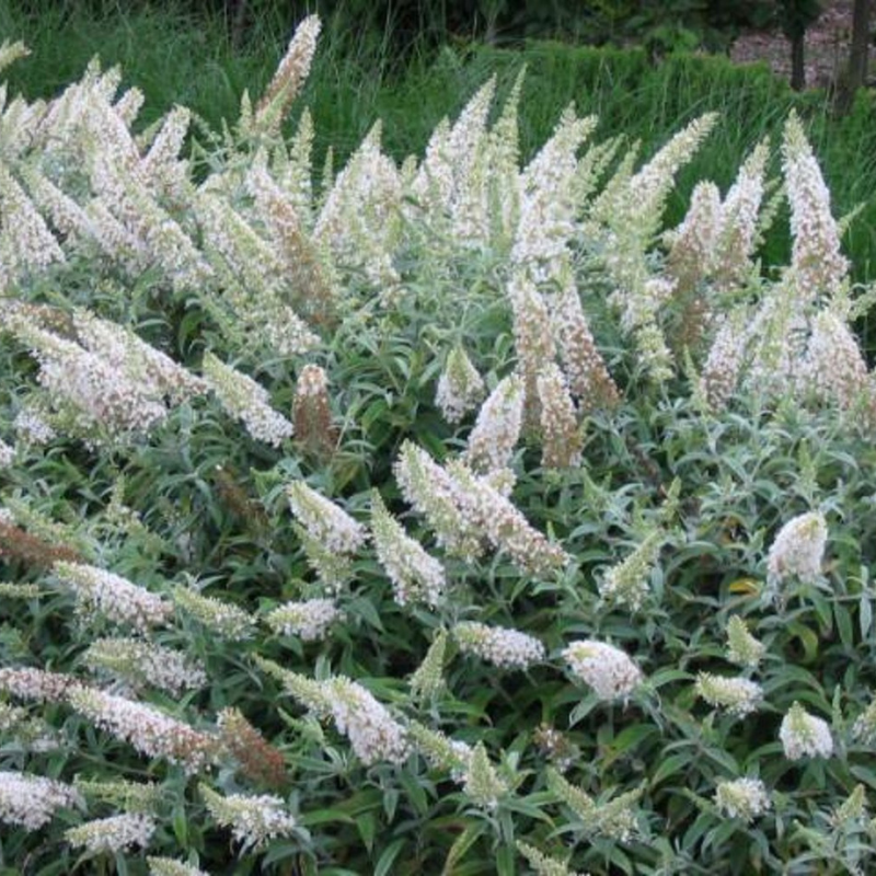 Buddleja White Ball