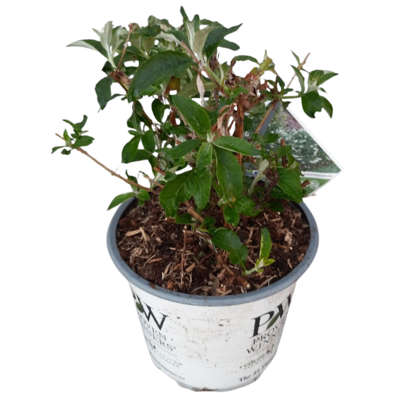 Buddleja White Chip