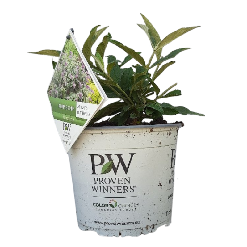 Buddleja Purple Chip