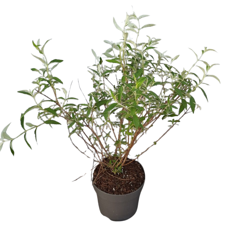 Buddleja Nanho Purple