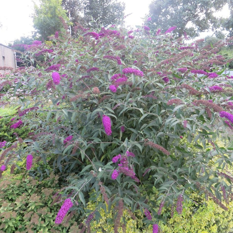Buddleja Nanho Purple