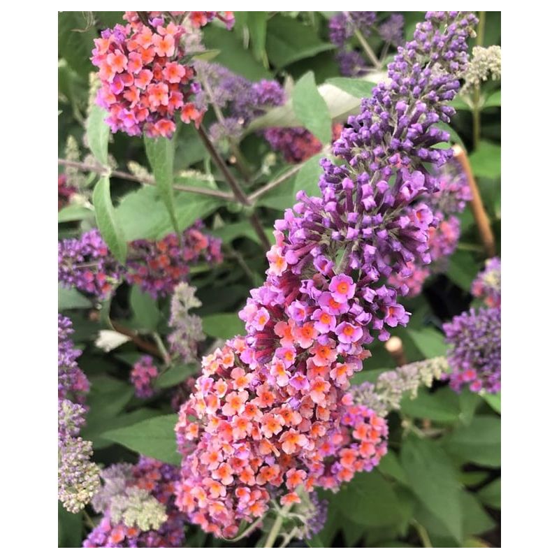 Buddleja Flower Power