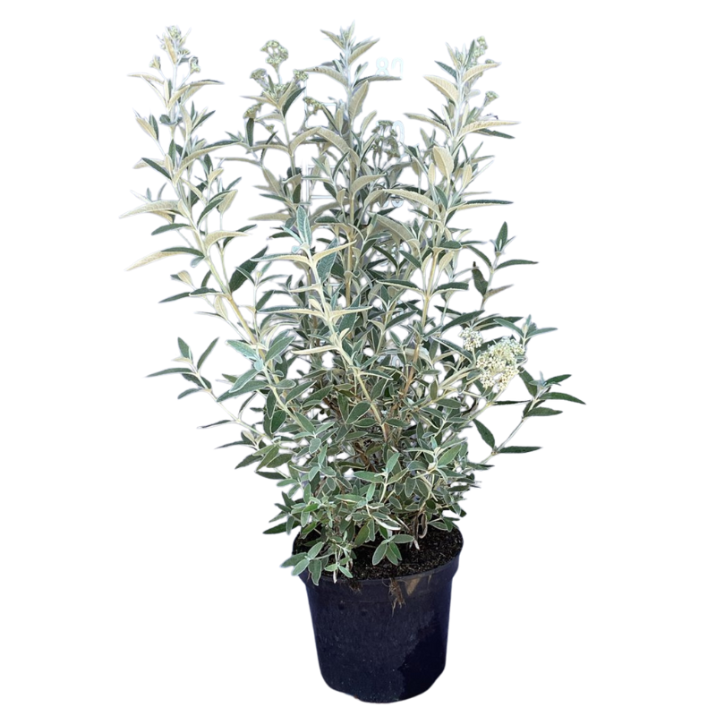 Buddleja Silver Anniversery