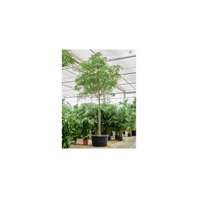 Bulnesia arborea