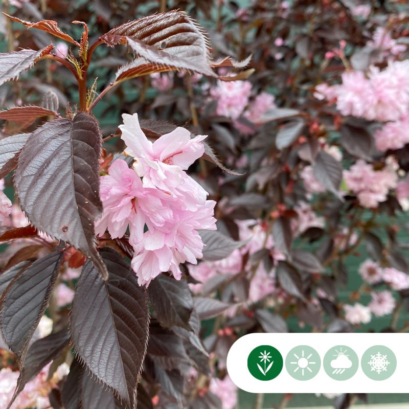 Prunus Royal Burgundy - meerstammig