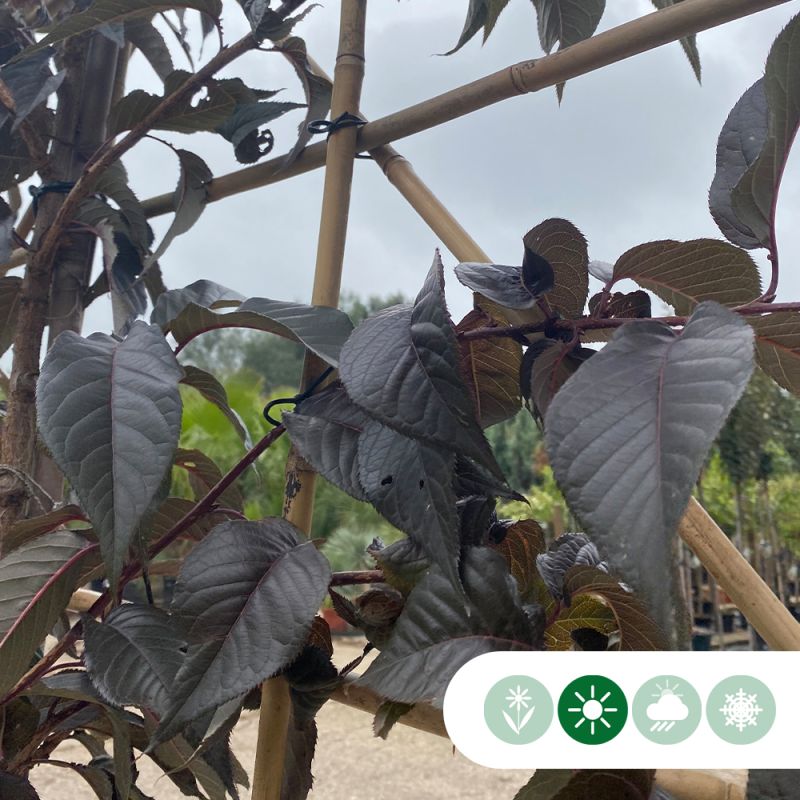 Prunus Royal Burgundy - leiboom