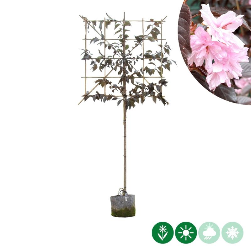 Prunus Royal Burgundy - leiboom