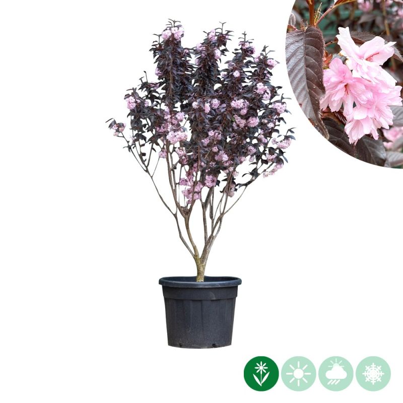 Prunus Royal Burgundy - meerstammig
