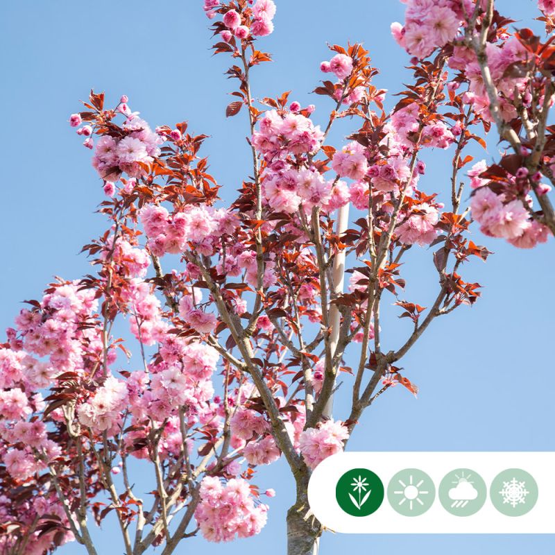 Prunus Royal Burgundy - meerstammig