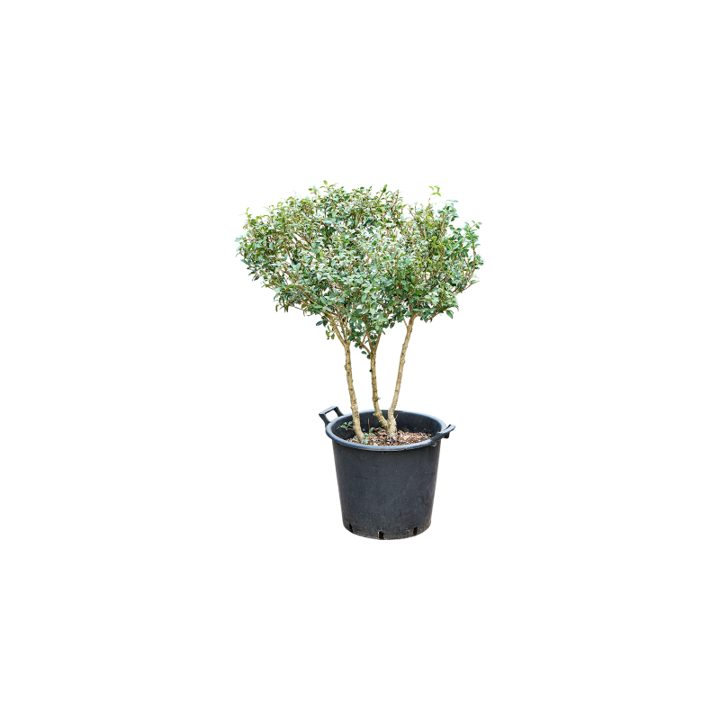 Osmanthus burkwoodii - vertakt