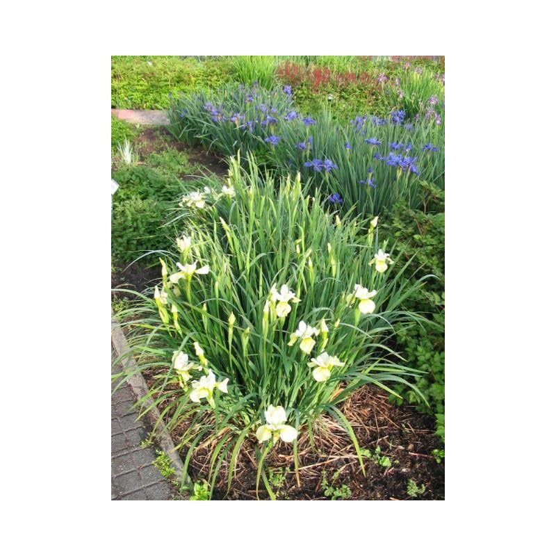 Iris Butter and Sugar
