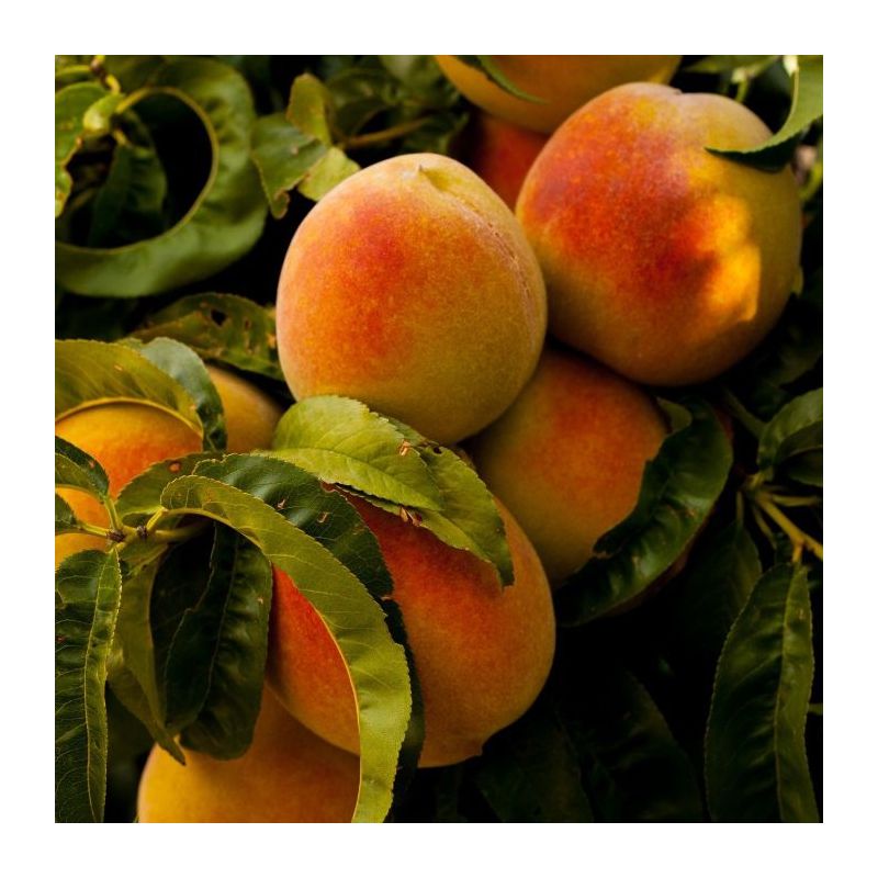 Prunus Champion