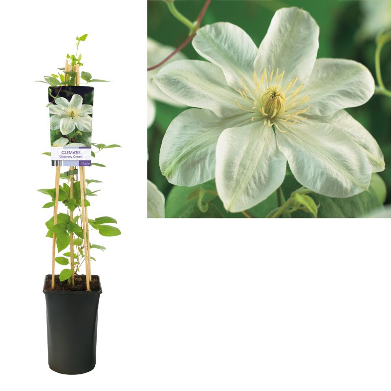 Clematis patens 'Guernsey Cream'